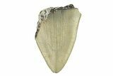 Bargain, Fossil Megalodon Tooth - Serrated Blade #295410-1